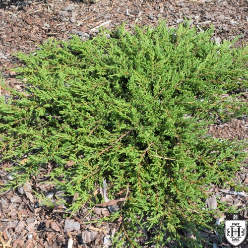 Juniperus communis 'Green Carpet' - Harilik kadakas 'Green Carpet' P9/0,55L
